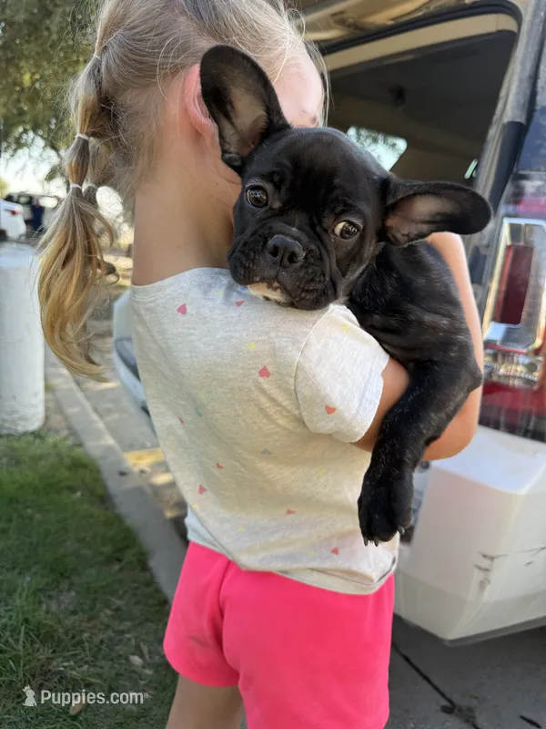 Big Bertha- Brindle – French Bulldog puppy for sale in Durant, OK