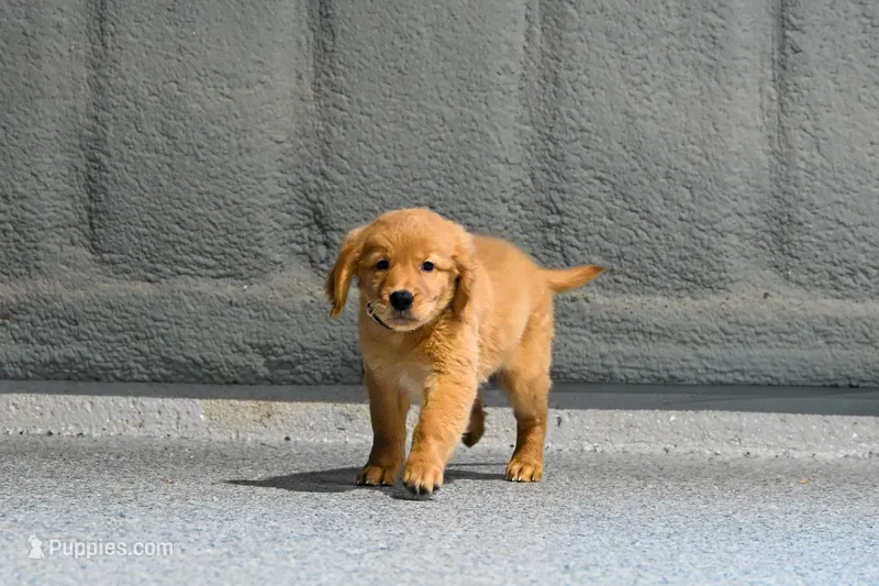 Fantasy- AKC-dad DNA Health tested – Golden Retriever puppy for sale in Durant, OK