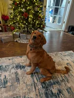 Maple parents health tested, a female Golden Retriever for sale in Durant, OK – Photo 4 of 4