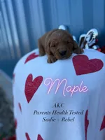 Maple parents health tested, a female Golden Retriever for sale in Durant, OK – Photo 1 of 4