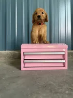 Fantasy- AKC-dad DNA Health tested, a female Golden Retriever for sale in Durant, OK – 3 of 7