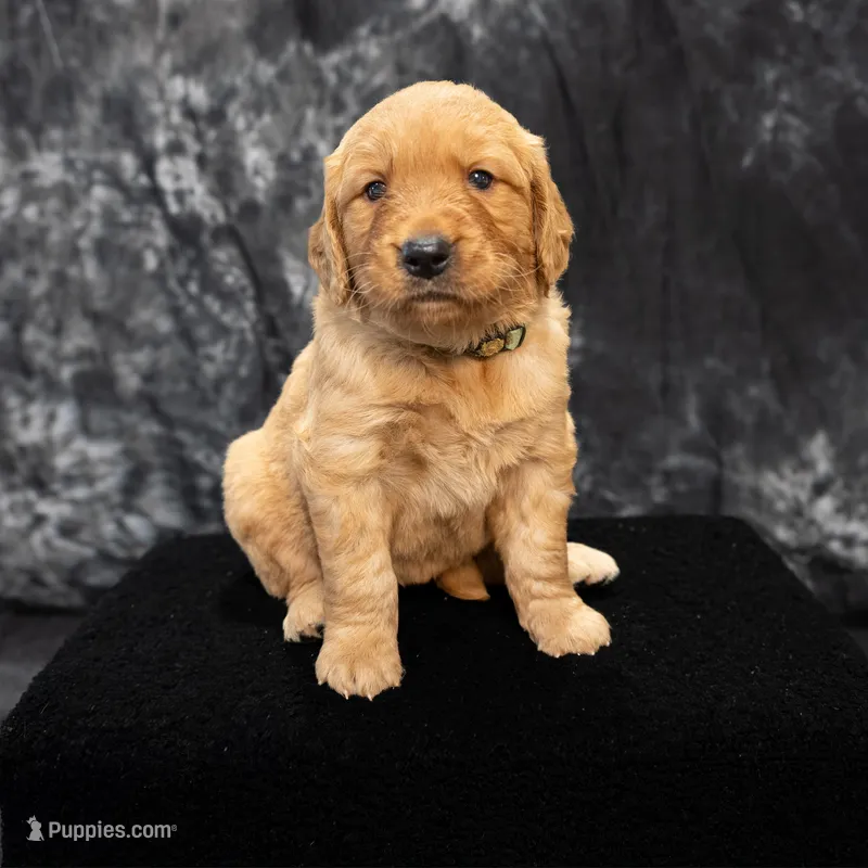 Chai- AKC- - Dad embark tested – Golden Retriever puppy for sale in Durant, OK