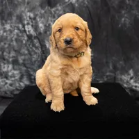 Maple- AKC- - Dad embark tested, a female Golden Retriever for sale in Durant, OK – 2 of 9