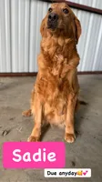 Caramel- AKC dad embark health, a male Golden Retriever for sale in Durant, OK – 3 of 4