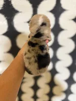 ✨Sparkle✨, a female Cardigan Welsh Corgi and Pembroke Welsh Corgi for sale in Durant, OK – 6 of 10