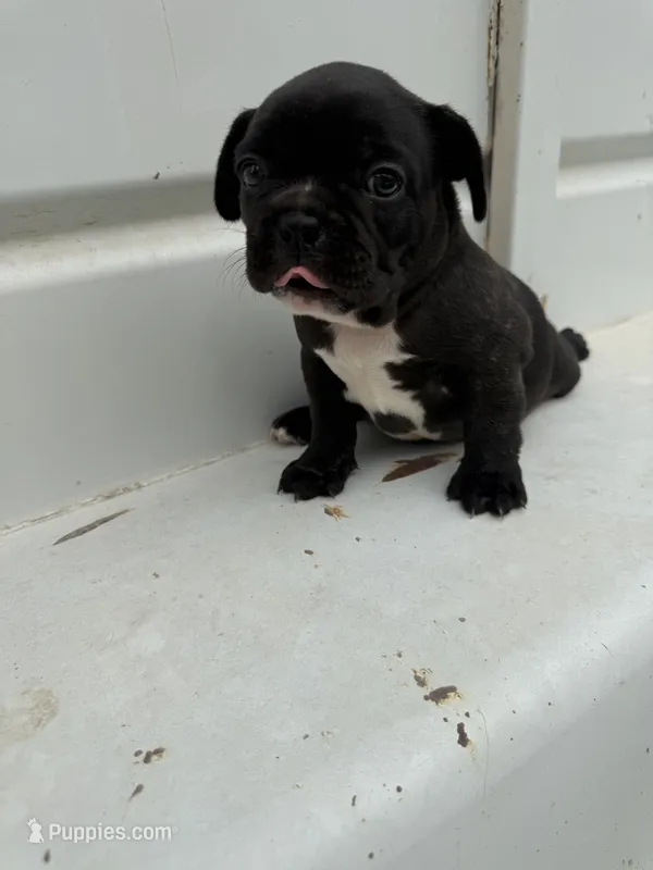 Big Bertha- AKC – French Bulldog puppy for sale in Durant, OK