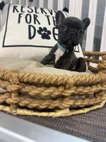 Theodore-AKC, a male French Bulldog for sale in Durant, OK – 3 of 4