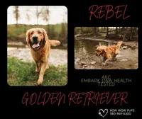 Blitz- AKC- Dad DNA tested, a female Golden Retriever for sale in Durant, OK – 7 of 7