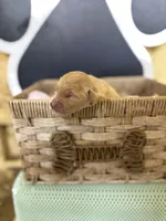 Patrick Mahomes- AKC, a male Golden Retriever for sale in Durant, OK – 2 of 4