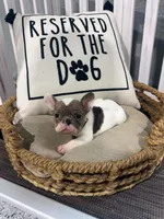 Annabelle- AKC , a female French Bulldog for sale in Durant, OK – 3 of 7