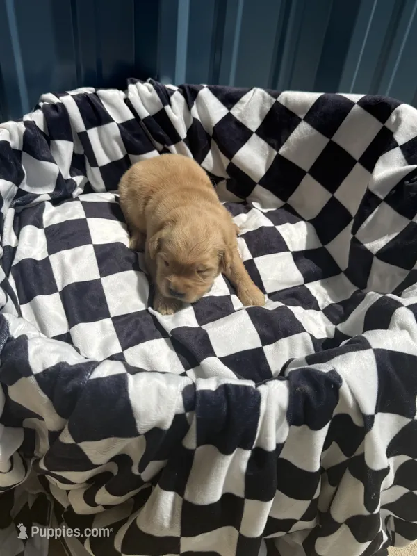 Ethel CKC – Golden Retriever puppy for sale in Durant, OK