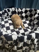 Ethel CKC, a female Golden Retriever for sale in Durant, OK – 1 of 5