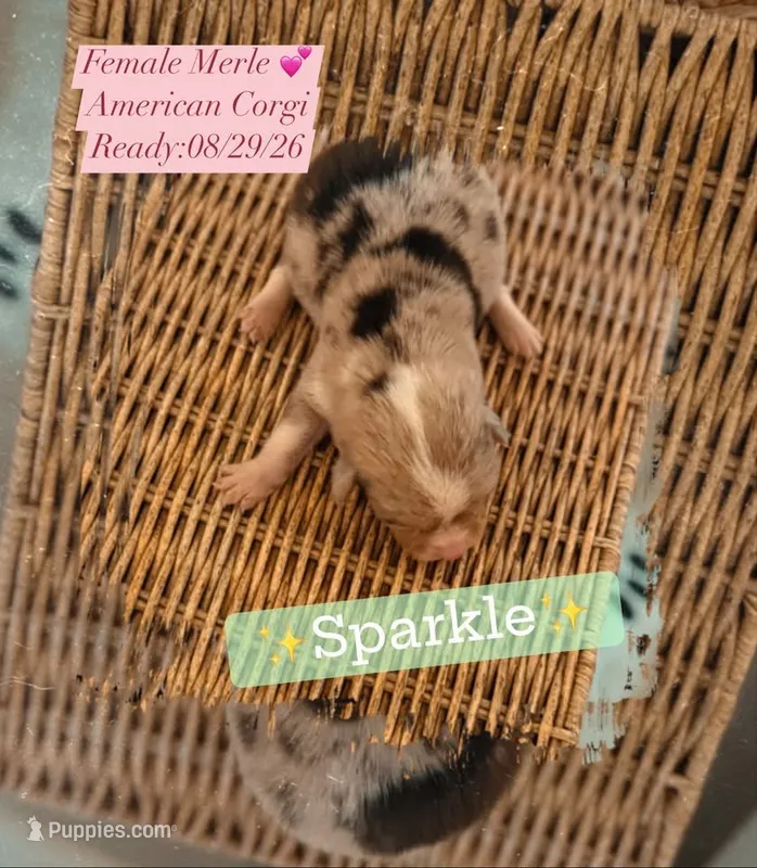 ✨Sparkle✨ – Cardigan Welsh Corgi, Pembroke Welsh Corgi puppy for sale in Durant, OK