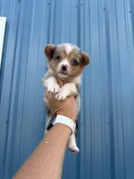 ✨Sparkle✨, a female Cardigan Welsh Corgi and Pembroke Welsh Corgi for sale in Durant, OK – 10 of 10