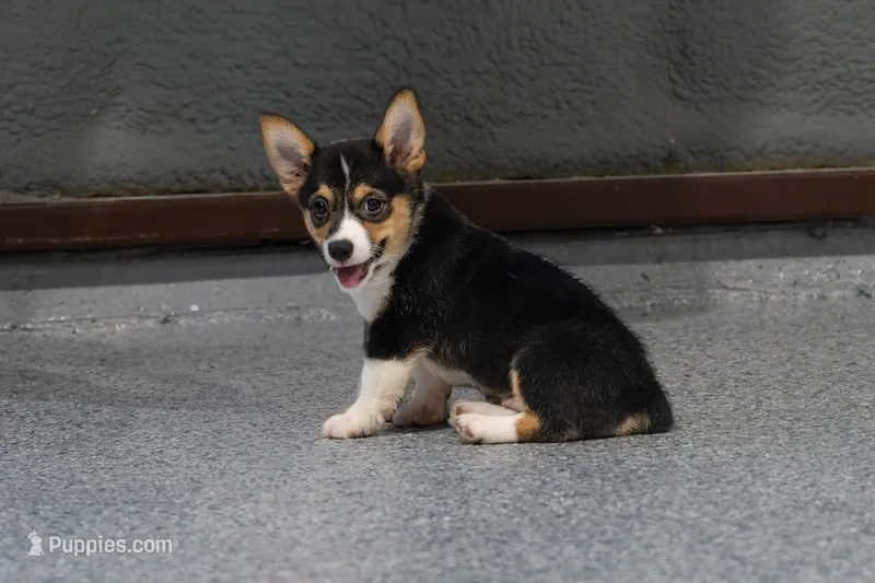 Lady Liberty- American Corgi – Cardigan Welsh Corgi, Pembroke Welsh Corgi puppy for sale in Durant, OK