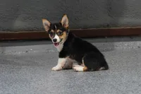 Lady Liberty- American Corgi DiScOuNtEd, a female Cardigan Welsh Corgi and Pembroke Welsh Corgi for sale in Durant, OK – 3 of 10