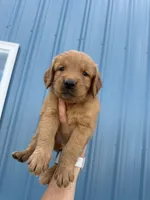 Patrick Mahomes- AKC-dad dna tested, a male Golden Retriever for sale in Durant, OK – 6 of 10