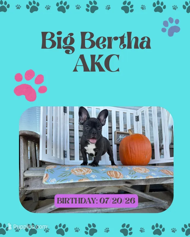 Big Bertha- Brindle – French Bulldog puppy for sale in Durant, OK