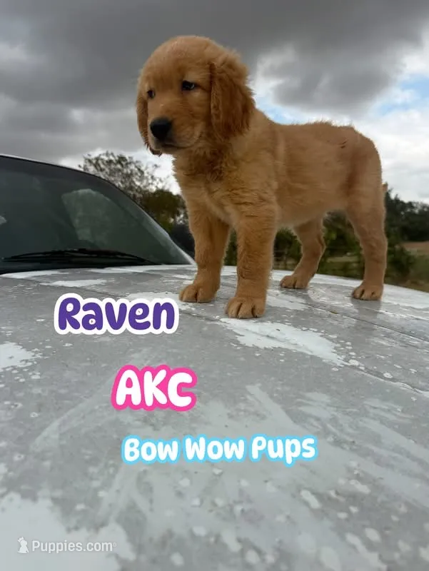 Raven-AKC - dad dna healthy tested – Golden Retriever puppy for sale in Durant, OK