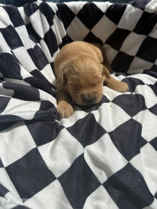 Daisy CKC – Golden Retriever puppy for sale in Durant, OK