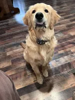 Daisy CKC, a female Golden Retriever for sale in Durant, OK – 6 of 6