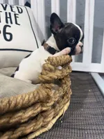 Clarabelle- AKC, a female French Bulldog for sale in Durant, OK – 4 of 5