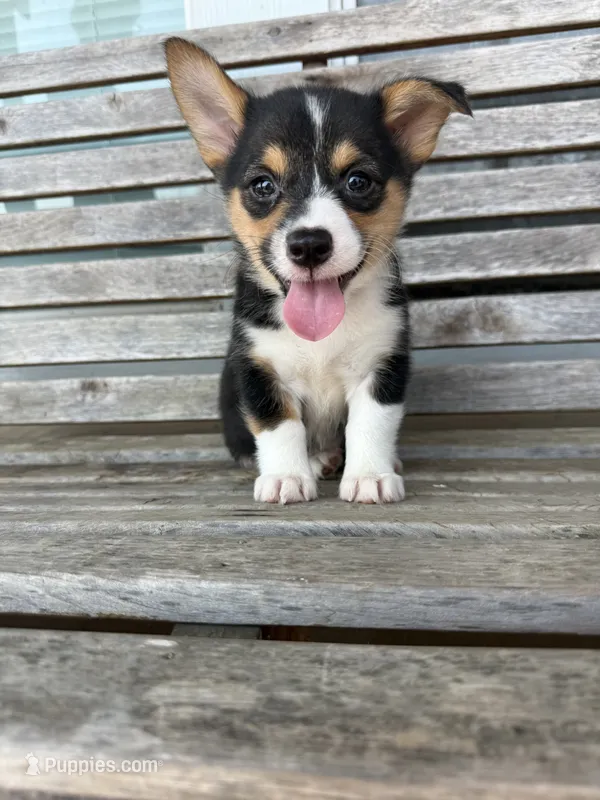 Lady Liberty- American Corgi – Cardigan Welsh Corgi, Pembroke Welsh Corgi puppy for sale in Durant, OK