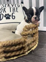 Clarabelle- AKC, a female French Bulldog for sale in Durant, OK – 2 of 5
