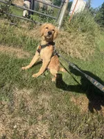 Jaxon AKC  Health Tested Clear, a male Golden Retriever for sale in Durant, OK – 5 of 5
