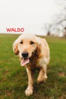Daisy CKC, a female Golden Retriever for sale in Durant, OK – 4 of 6