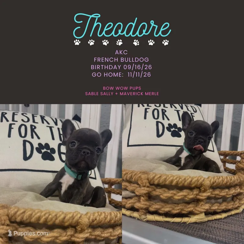 Theodore-AKC – French Bulldog puppy for sale in Durant, OK