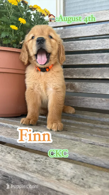 Finn CKC – Golden Retriever puppy for sale in Durant, OK