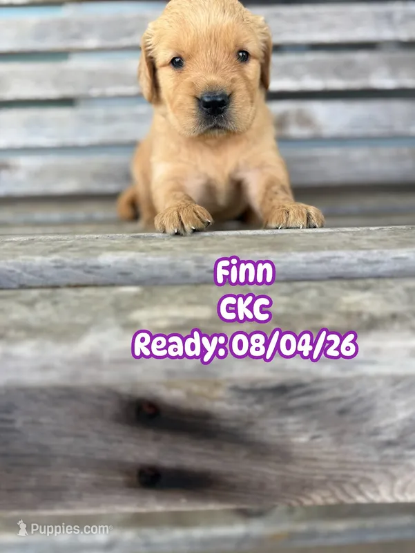 Finn CKC – Golden Retriever puppy for sale in Durant, OK