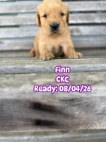 Finn CKC, a female Golden Retriever for sale in Durant, OK – 1 of 7