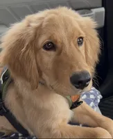 Jaxon AKC  Health Tested Clear, a male Golden Retriever for sale in Durant, OK – 2 of 5