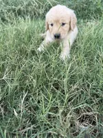 Raven-AKC - dad dna healthy tested, a female Golden Retriever for sale in Durant, OK – 3 of 6