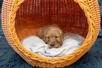 Hazel- AKC dad Health tested , a female Golden Retriever for sale in Durant, OK – 2 of 4
