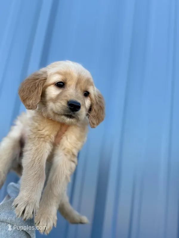 Luna-AKC (mom health tested)