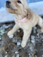 Luna-AKC (mom health tested), a female Golden Retriever for sale in Durant, OK – Photo 2 of 6