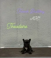 Theodore-AKC, a male French Bulldog for sale in Durant, OK – 4 of 4
