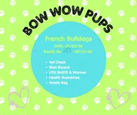 Big Bertha- AKC, a female French Bulldog for sale in Durant, OK – 5 of 5