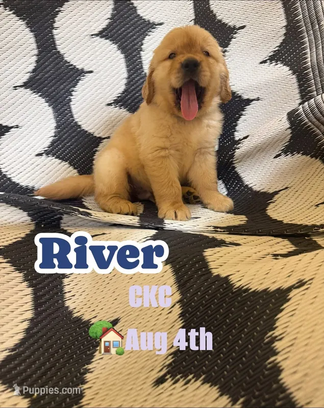 River CKC – Golden Retriever puppy for sale in Durant, OK