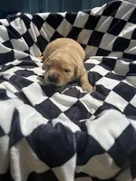 River CKC, a male Golden Retriever for sale in Durant, OK – 2 of 8