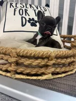 Theodore-AKC, a male French Bulldog for sale in Durant, OK – 2 of 4