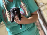 Big Bertha- AKC, a female French Bulldog for sale in Durant, OK – 3 of 5