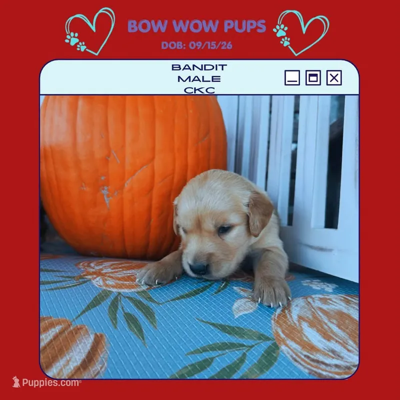 Bandit-CKC – Golden Retriever puppy for sale in Durant, OK
