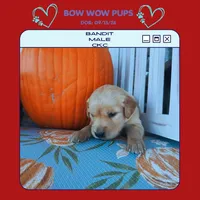 Bandit-CKC, a male Golden Retriever for sale in Durant, OK – 1 of 2