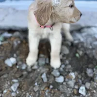 Star AKC- mom health tested, a female Golden Retriever for sale in Durant, OK – Photo 5 of 10