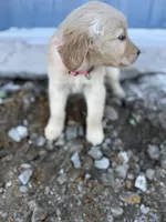Star AKC- mom health tested, a female Golden Retriever for sale in Durant, OK – Photo 3 of 8