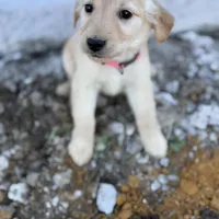 Star AKC- mom health tested, a female Golden Retriever for sale in Durant, OK – Photo 4 of 10